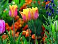 Gartenschau Tulpen