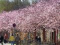 Frühling_in_berlin