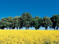 Rapsfeld