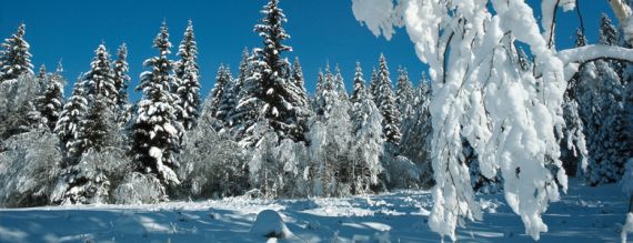 Schwarzwald im Winter