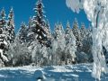 Schwarzwald im Winter