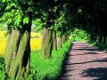 Allee in Mecklenburg Vorpommern Allee in Mecklenburg Vorpommern