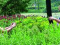 Gartenschau Gartenschau