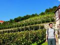 Herzöglicher Weinberg in Freyburg Herzöglicher Weinberg in Freyburg